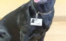 Parkview Medical Center has drug dog-security team on duty